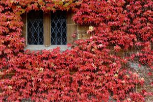 Autumn comes to Canons Ashby